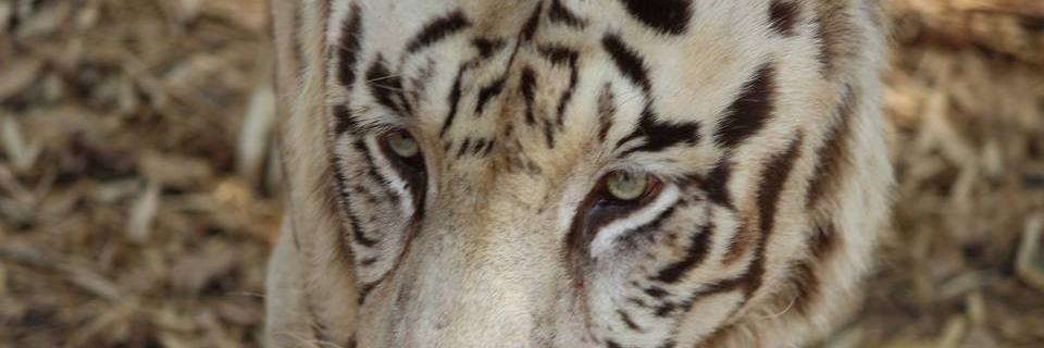 jvksanilkumar's profile banner image