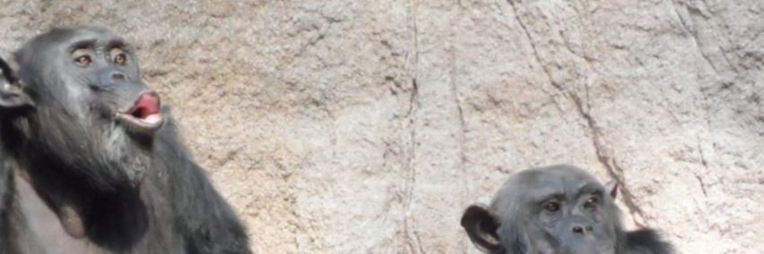 SchiaparelliLE's profile banner image