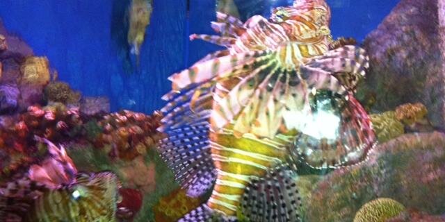 kara boudreau banner