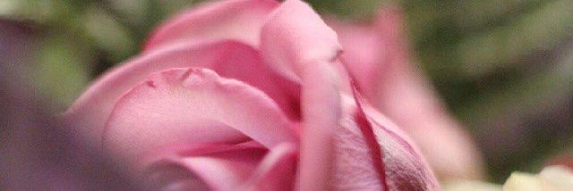 asma_337's profile banner image