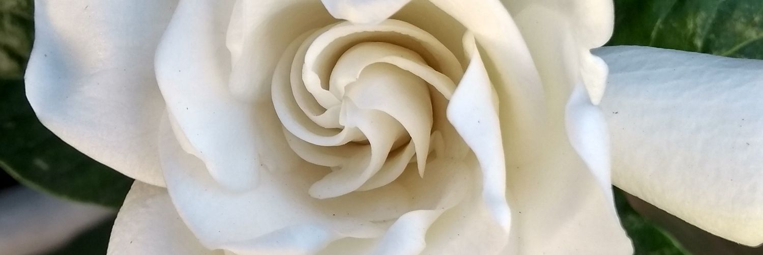 verowaiman's profile banner image