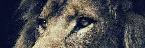 silvi_malaga's profile banner image