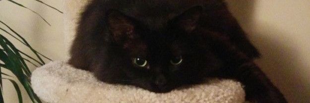 RRNerd_catDrake's profile banner image
