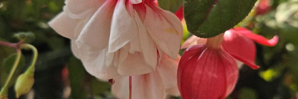 CoffinsInBloom Profile Banner