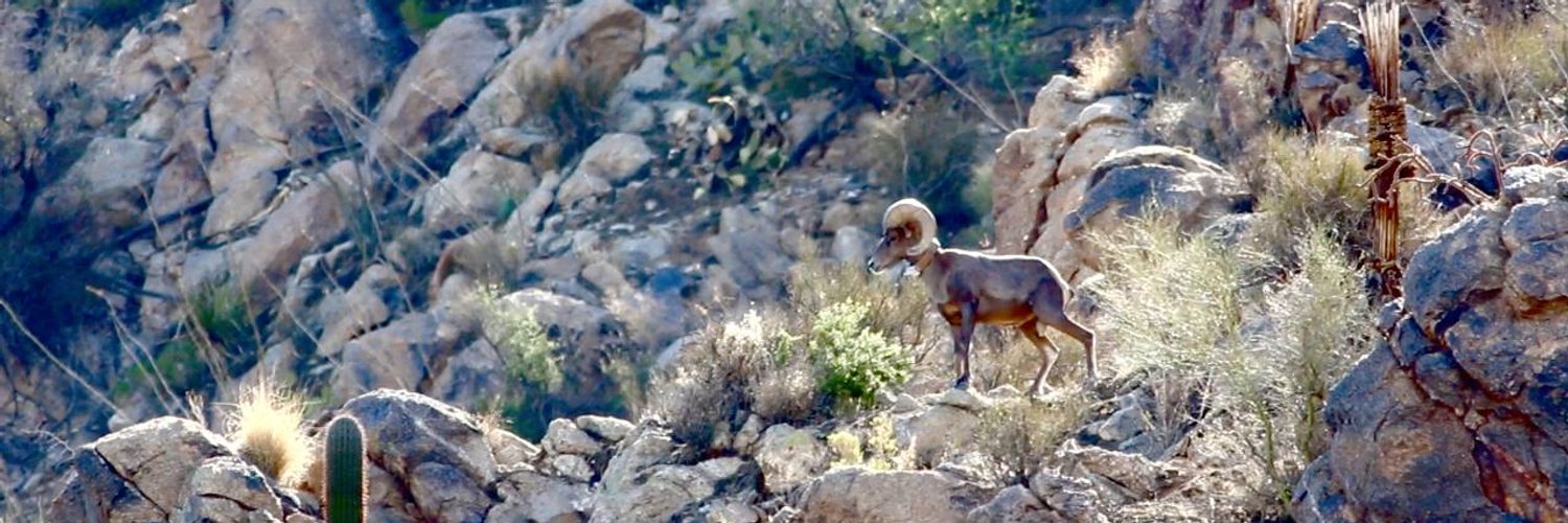 AZ Game & Fish Dept on Twitter "A mountain lion caught on trail cam early Sat. moving through a