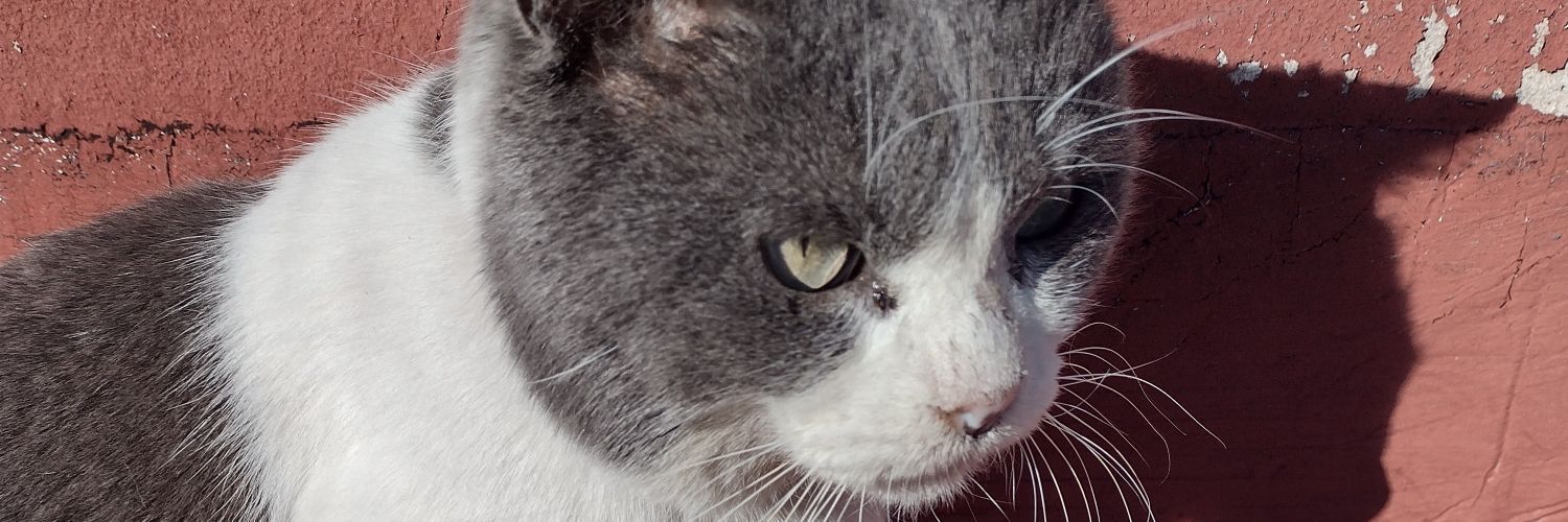 andreanoemisola's profile banner image