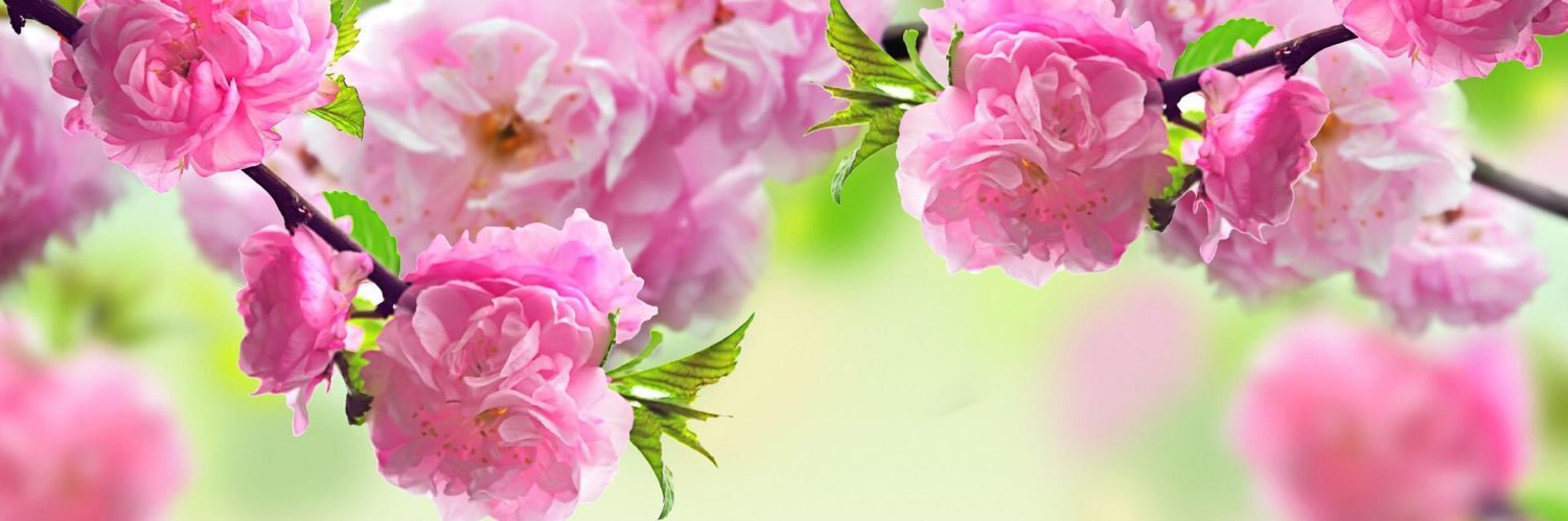maryjkin's profile banner image