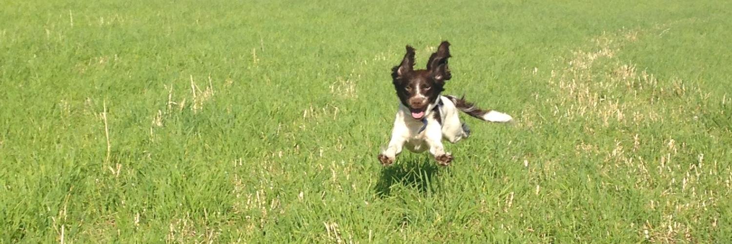 Sarah Stevenson banner