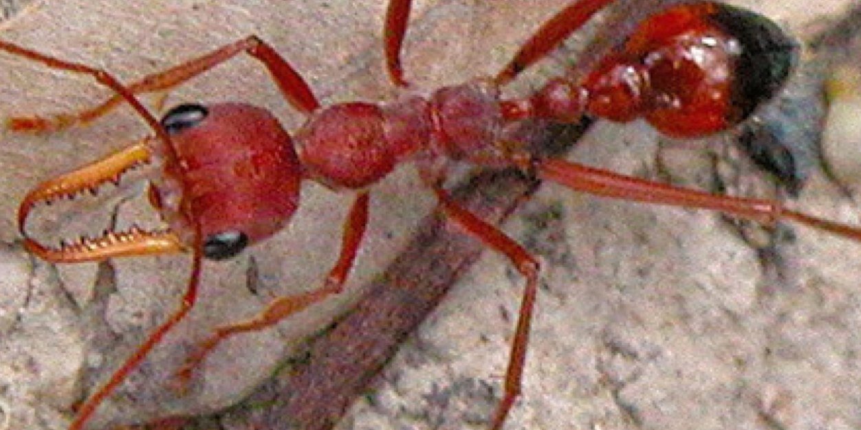 Bulldog_Ant banner