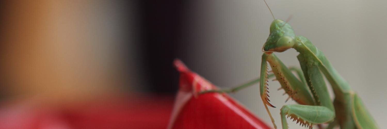 michaelalanperl's profile banner image