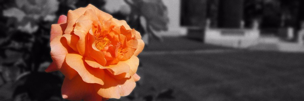 Elizabeth 💙 banner