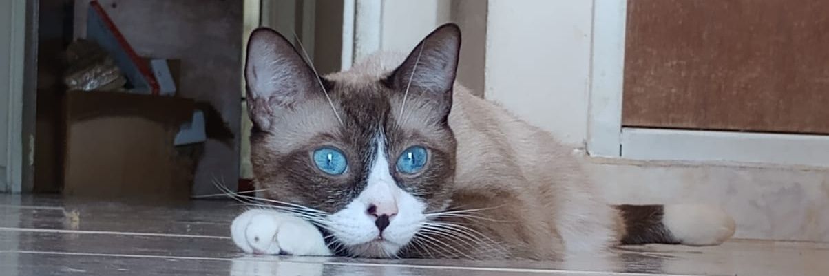 fxrossetto's profile banner image