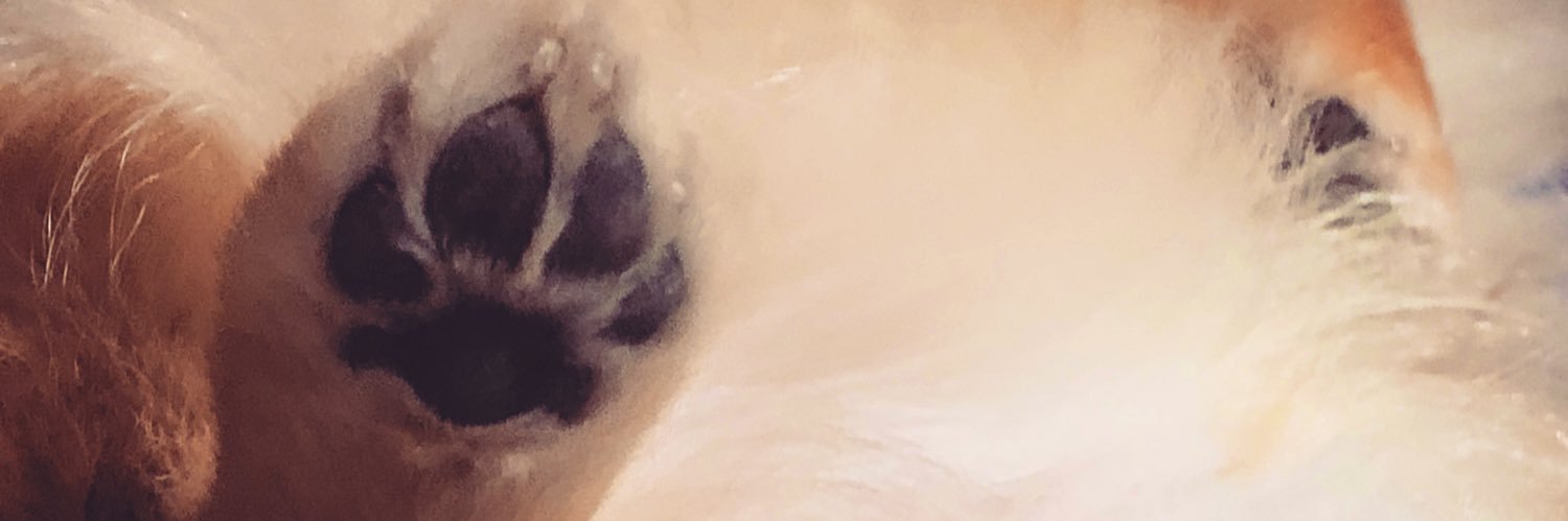 chixuni28's profile banner image