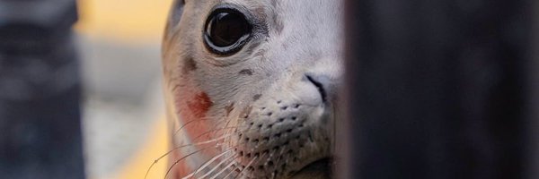 amukoinu Profile Banner