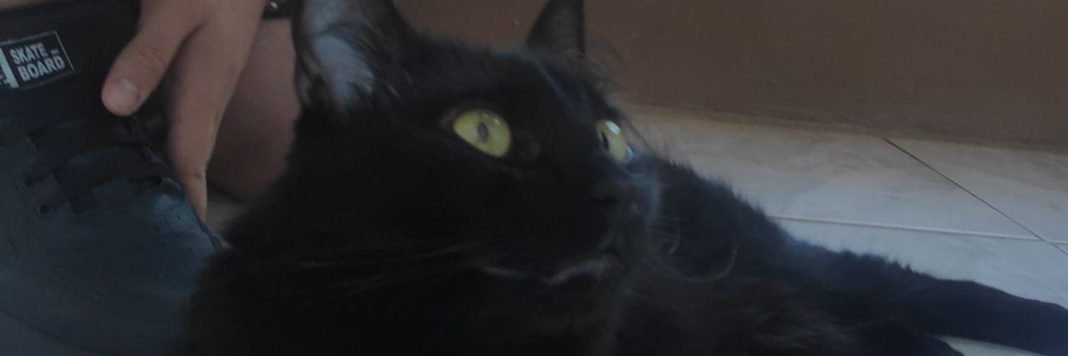 rikaaj's profile banner image