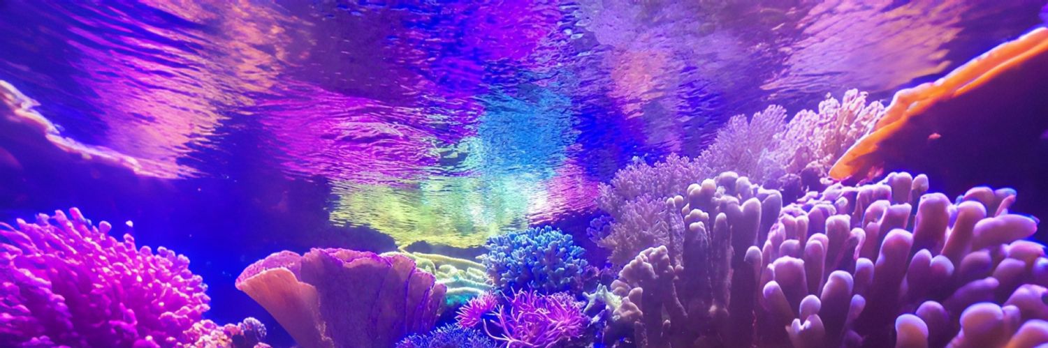 🪸•𝕄𝔸ℝ𝕆•🪸 banner