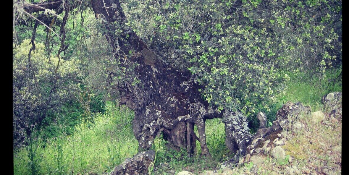 aroxa811's profile banner image