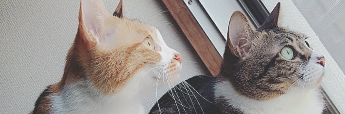 ask_crew's profile banner image