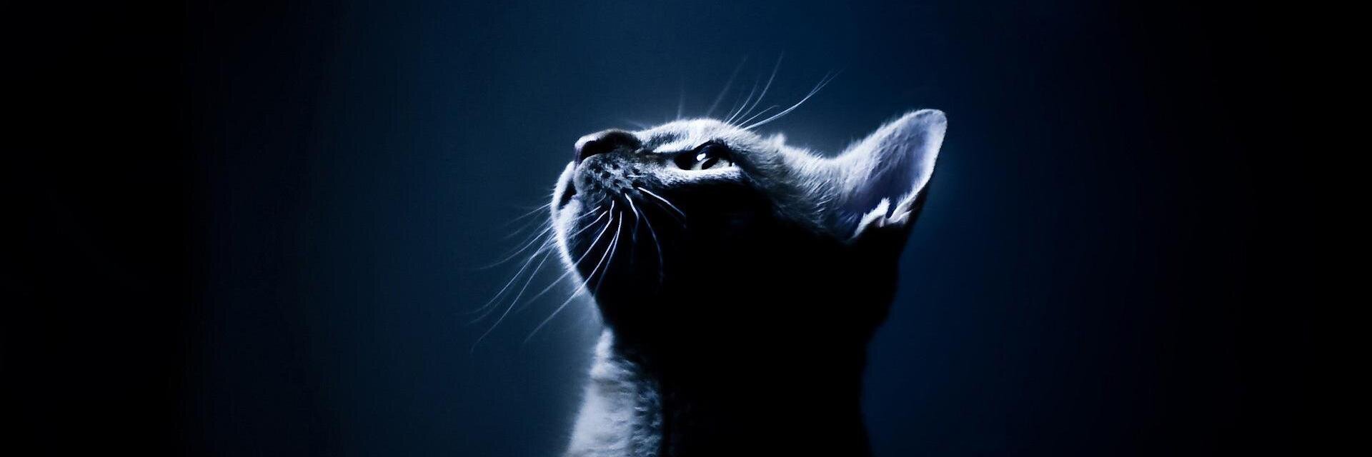 Ziteehawa's profile banner image