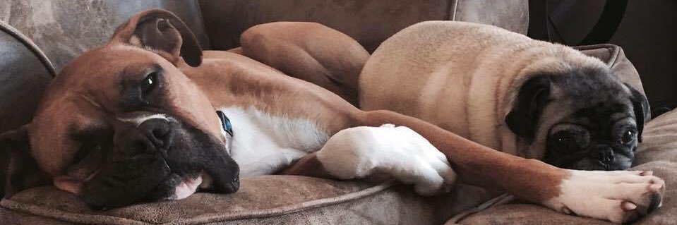 Amanda Ankney banner