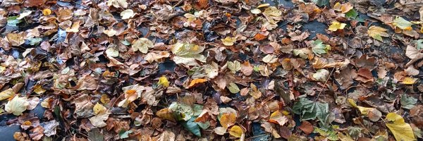 rapunzellet Profile Banner