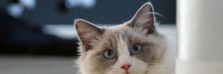 猫 banner