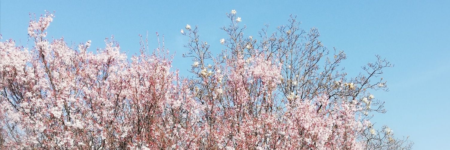 peachcrochet's profile banner image
