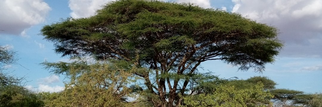 AbsameNur's profile banner image