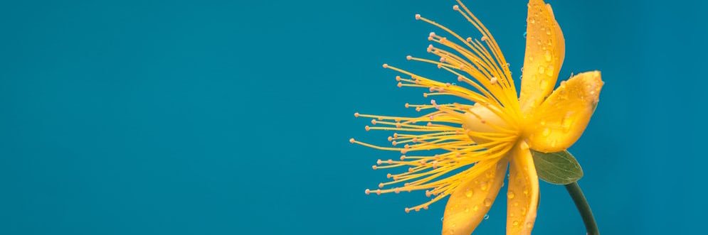 Emily Malamud banner