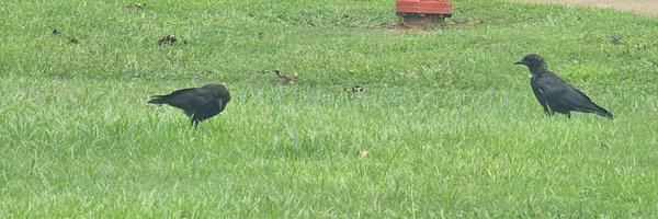 rosebud2252 Profile Banner