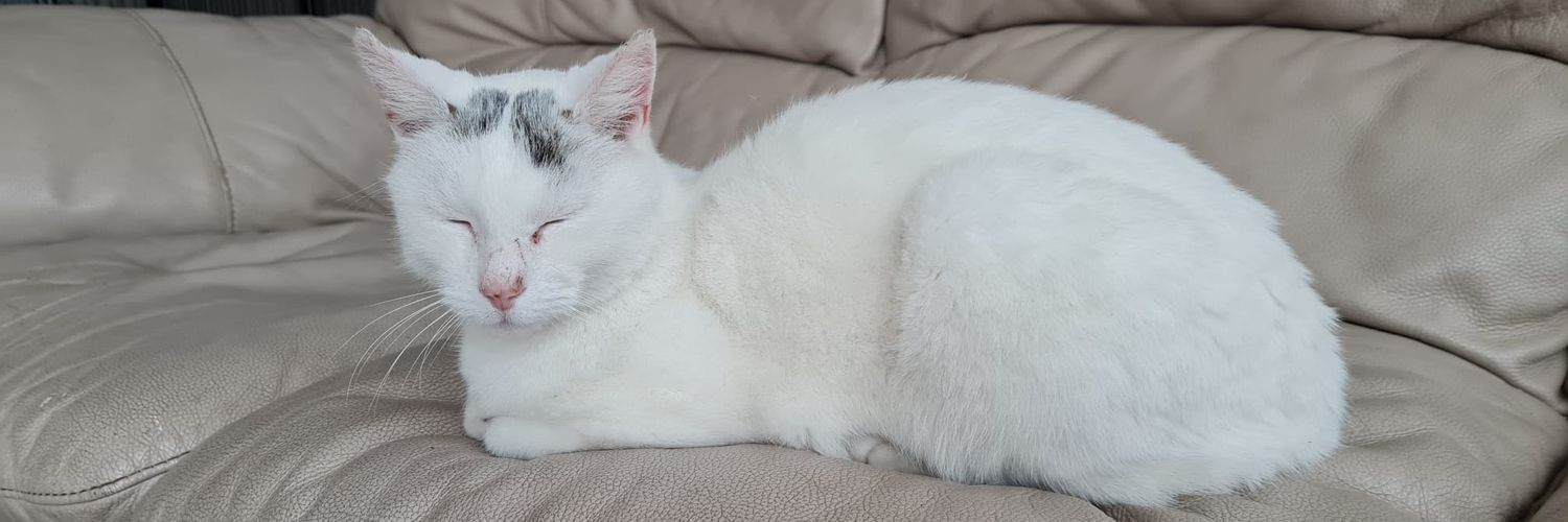 JimmyTheNiceStreetCat (R.I.P) 🌈 banner