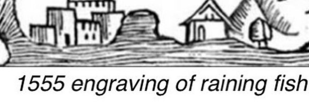 savannah's banner