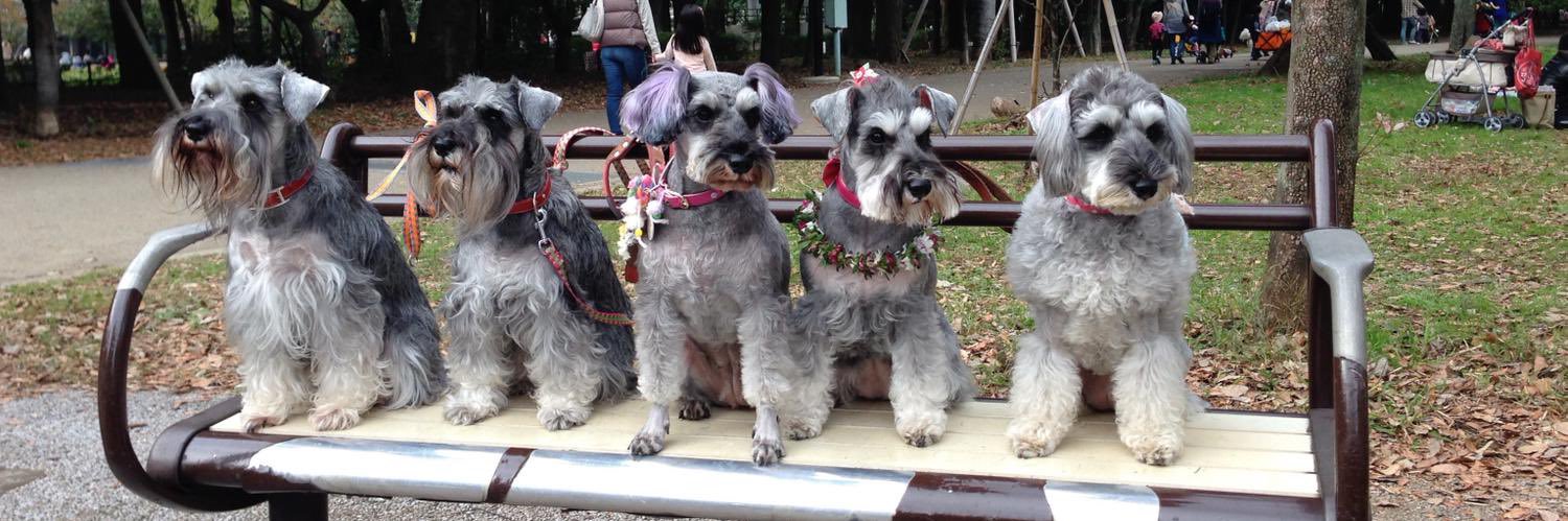 alice-in-wonderland banner