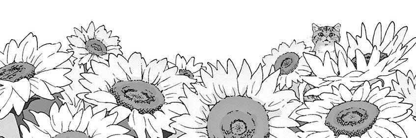 vale miyar banner