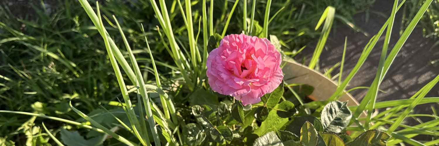 FreeEdenRose's profile banner image