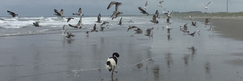 AnneJongeling banner