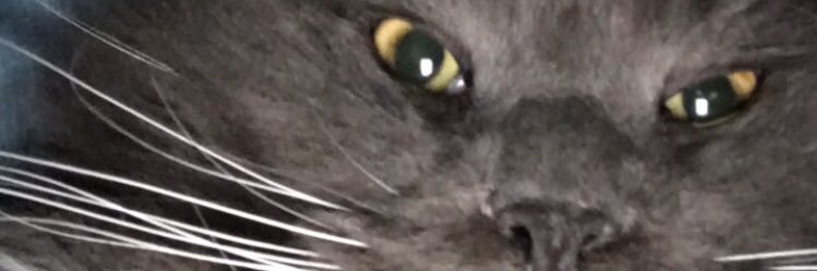 Kitkat1146's profile banner image