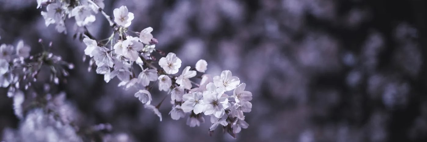 しろくま banner