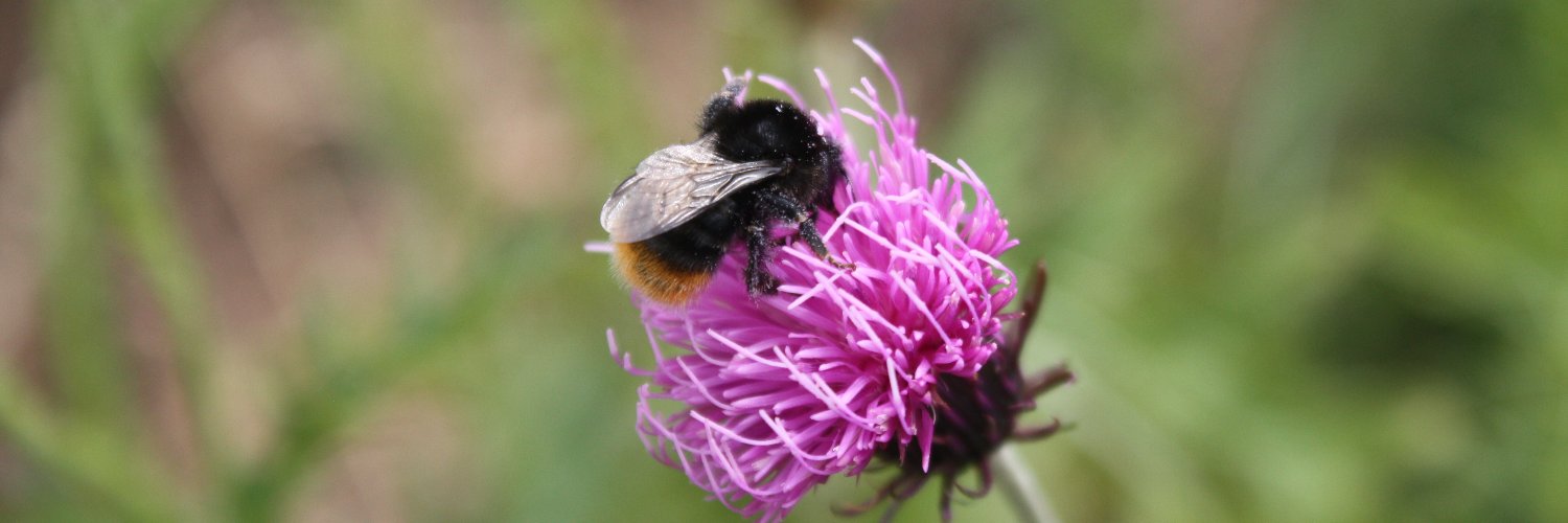 Cro Buzz Klima banner