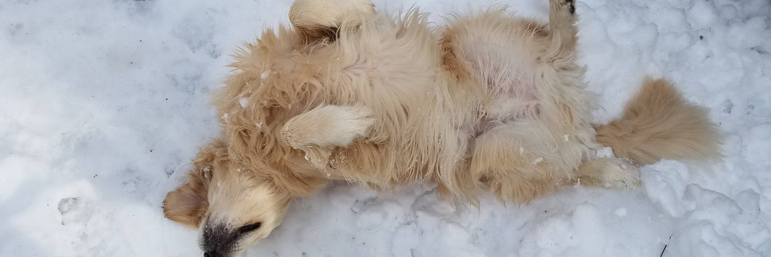 Jasper's Garden banner