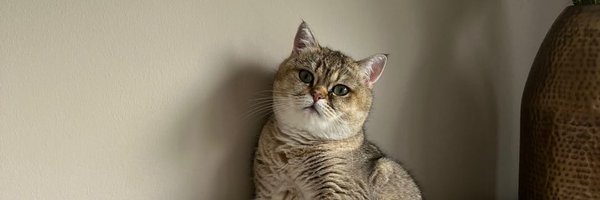 tanoeth Profile Banner