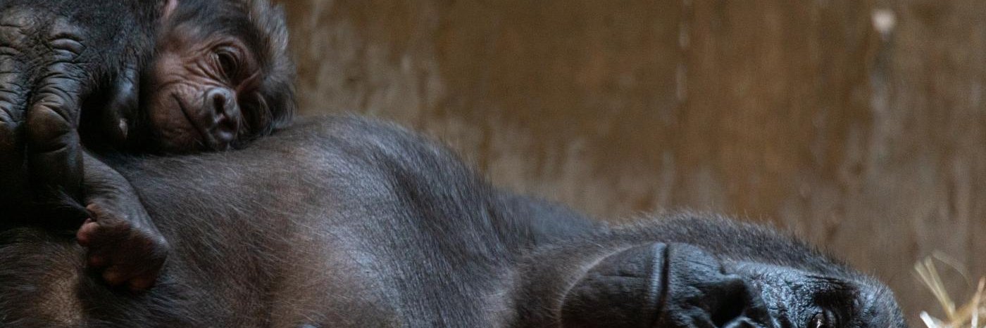 Bill Harnsberger banner