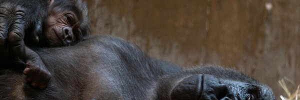 BillinPortland Profile Banner