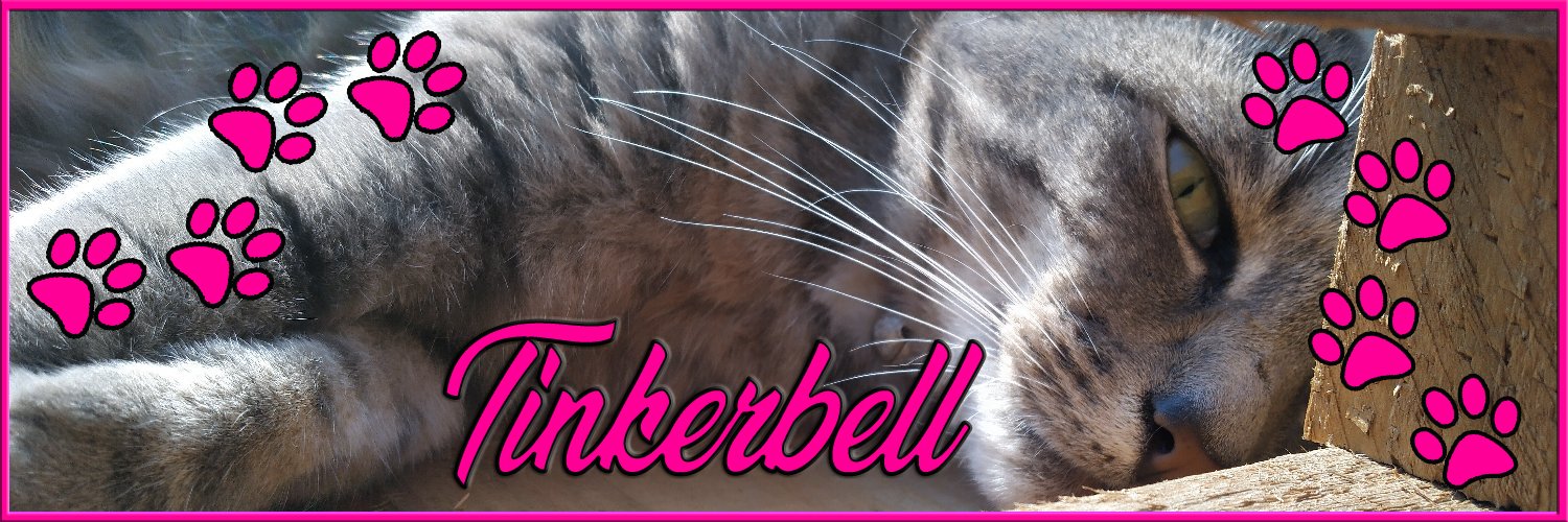 🌈💗✨ Tinkerbell ✨💗🌈 RIP Tinkerbell 2026 🌈 banner