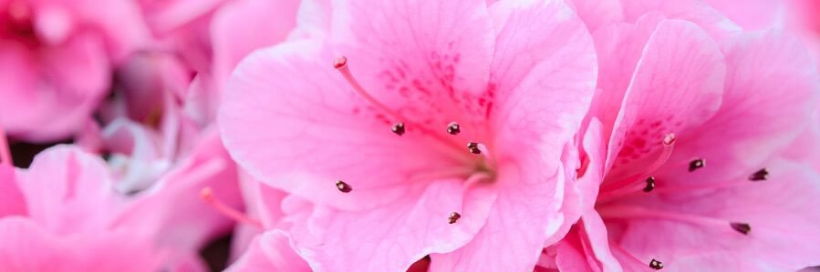 simplyAgnes's profile banner image