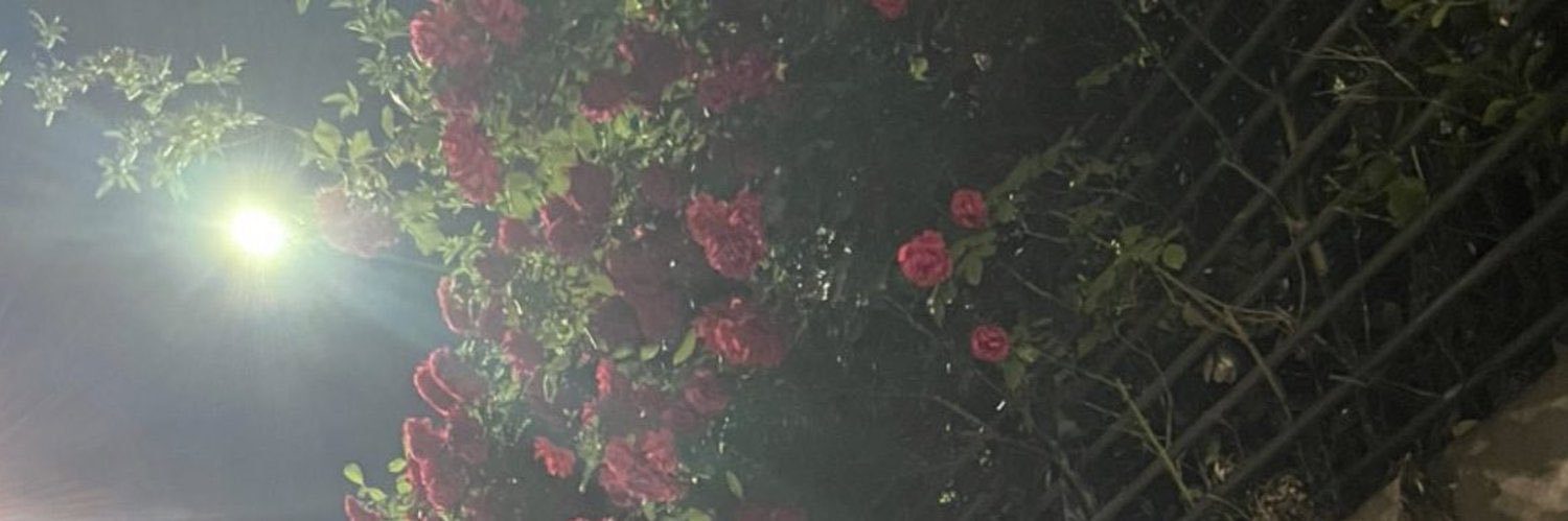 23_pipii's profile banner image