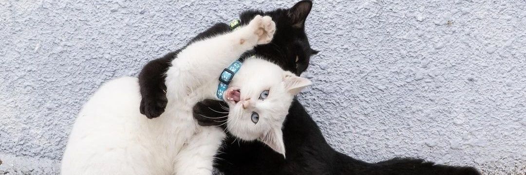 Meow🐾 banner