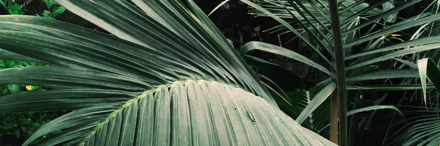 AHavrylova's profile banner image