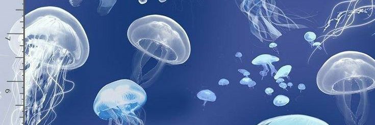 isi keranjang ku 🛒 banner