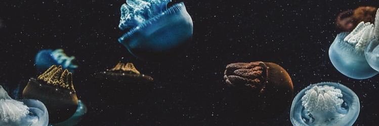 TPetyukevich's profile banner image